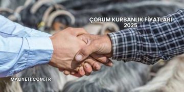 Çorum Kurbanlık Fiyatları 2025