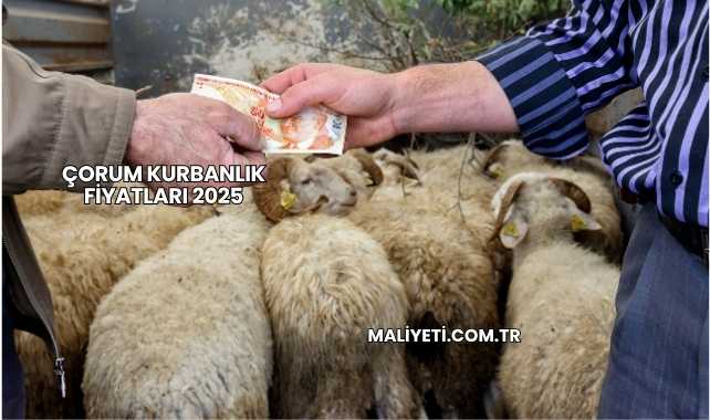 Çorum Kurbanlık Fiyatları 2025