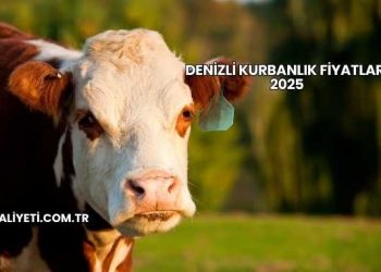 Denizli Kurbanlık Fiyatları 2025