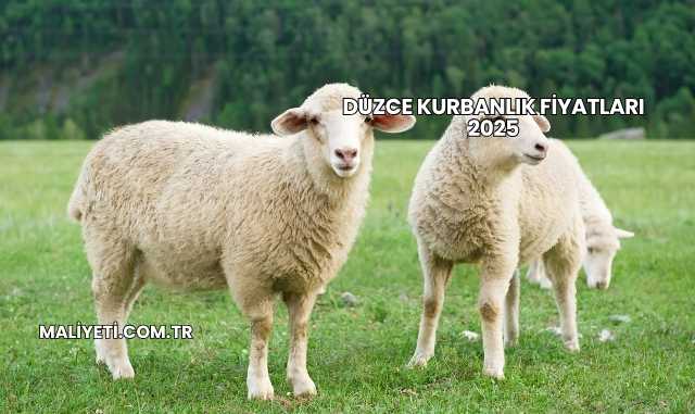 Düzce Kurbanlık Fiyatları 2025