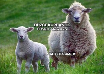 Düzce Kurbanlık Fiyatları 2025