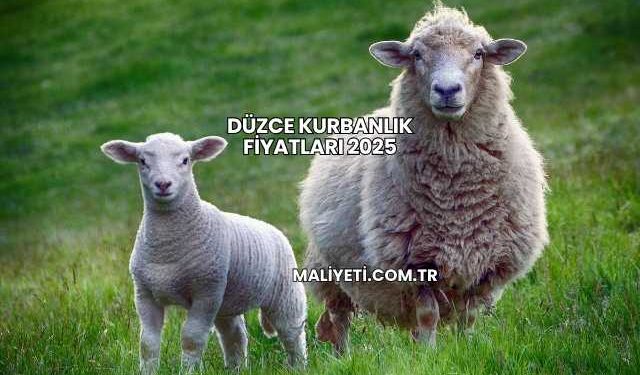 Düzce Kurbanlık Fiyatları 2025