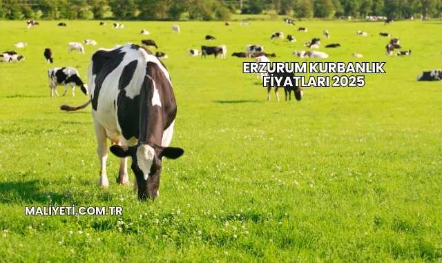 Erzurum Kurbanlık Fiyatları 2025
