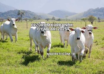Erzurum Kurbanlık Fiyatları 2025