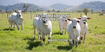 Erzurum Kurbanlık Fiyatları 2025