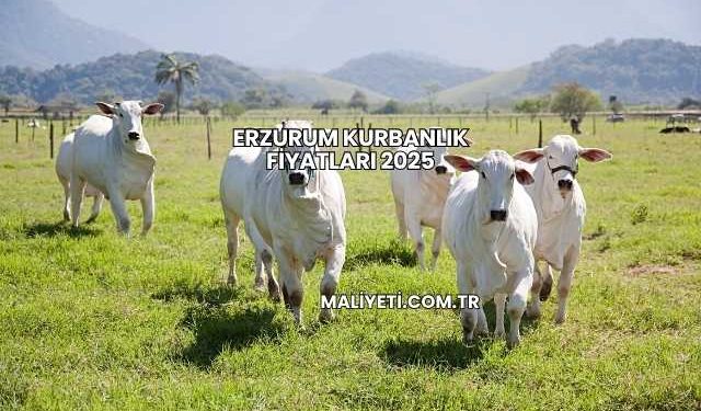 Erzurum Kurbanlık Fiyatları 2025