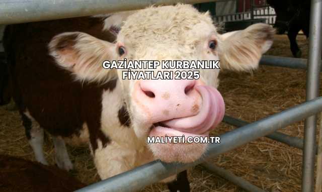 Gaziantep Kurbanlık Fiyatları 2025