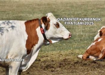 Gaziantep Kurbanlık Fiyatları 2025