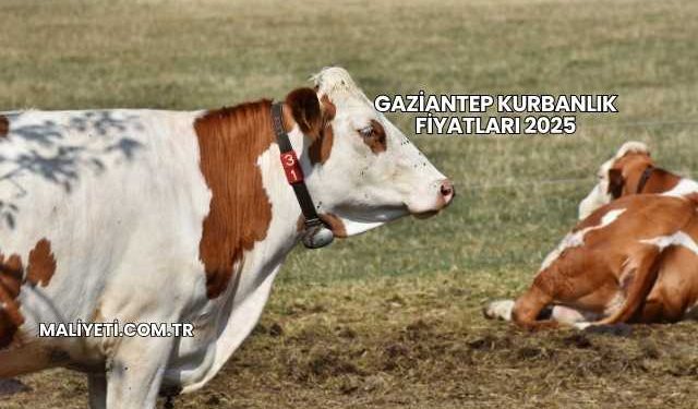 Gaziantep Kurbanlık Fiyatları 2025