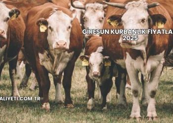 Giresun Kurbanlık Fiyatları 2025