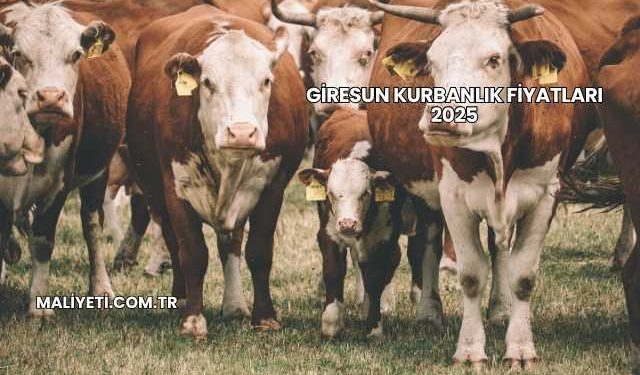 Giresun Kurbanlık Fiyatları 2025