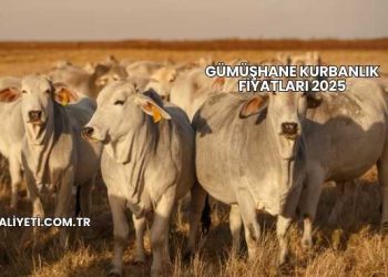 Gümüşhane Kurbanlık Fiyatları 2025