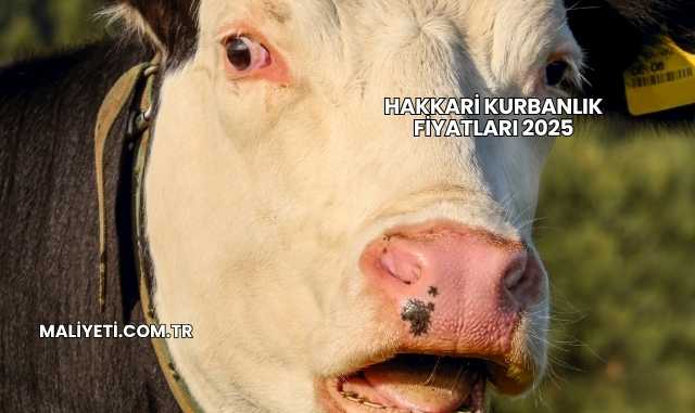 Hakkari Kurbanlık Fiyatları 2025