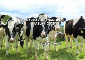 Hakkari Kurbanlık Fiyatları 2025