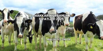 Hakkari Kurbanlık Fiyatları 2025