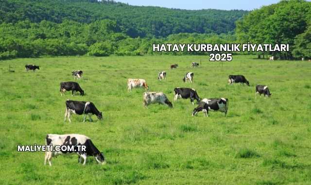 Hatay Kurbanlık Fiyatları 2025