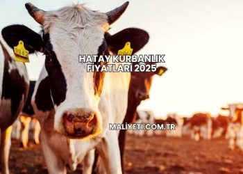 Hatay Kurbanlık Fiyatları 2025