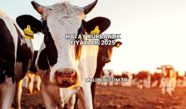 Hatay Kurbanlık Fiyatları 2025