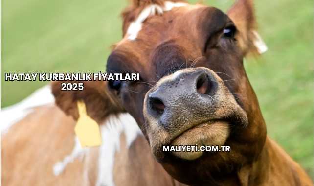 Hatay Kurbanlık Fiyatları 2025