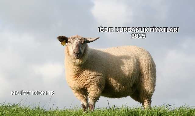 Iğdır Kurbanlık Fiyatları 2025