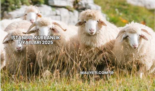 İstanbul Kurbanlık Fiyatları 2025