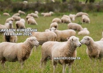 Karabük Kurbanlık Fiyatları 2025