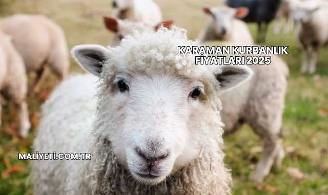 Karaman Kurbanlık Fiyatları 2025