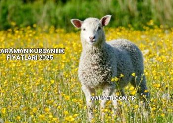 Karaman Kurbanlık Fiyatları 2025