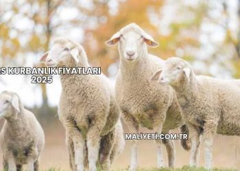 Kars Kurbanlık Fiyatları 2025