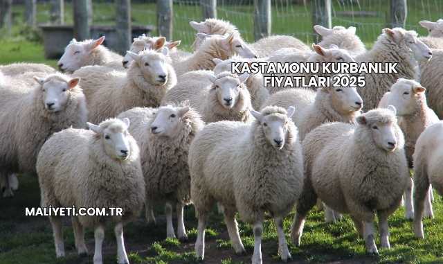 Kastamonu Kurbanlık Fiyatları 2025