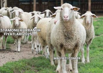 Kastamonu Kurbanlık Fiyatları 2025