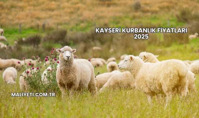 Kayseri Kurbanlık Fiyatları 2025