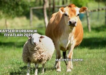 Kayseri Kurbanlık Fiyatları 2025