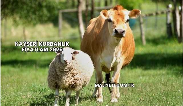 Kayseri Kurbanlık Fiyatları 2025