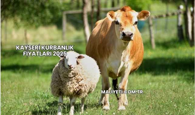 Kayseri Kurbanlık Fiyatları 2025