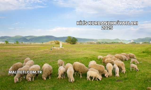Kilis Kurbanlık Fiyatları 2025