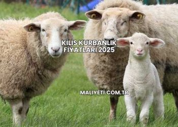 Kilis Kurbanlık Fiyatları 2025