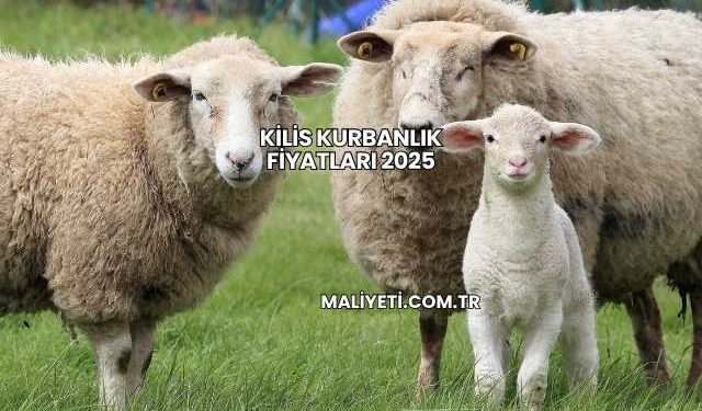 Kilis Kurbanlık Fiyatları 2025
