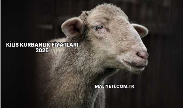 Kilis Kurbanlık Fiyatları 2025