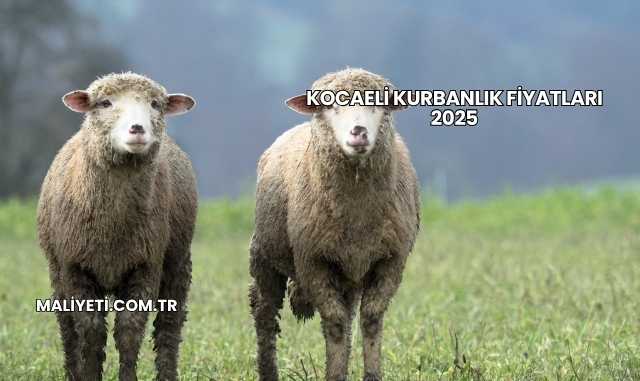 Kocaeli Kurbanlık Fiyatları 2025