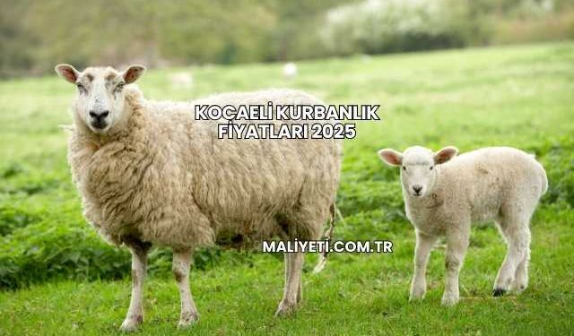 Kocaeli Kurbanlık Fiyatları 2025