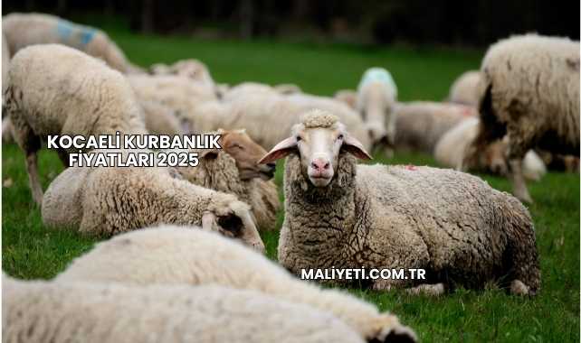 Kocaeli Kurbanlık Fiyatları 2025