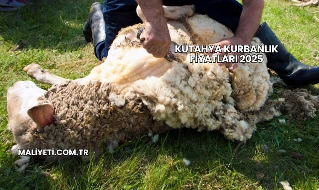 Kütahya Kurbanlık Fiyatları 2025