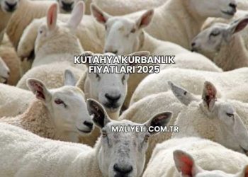 Kütahya Kurbanlık Fiyatları 2025