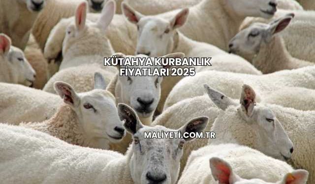 Kütahya Kurbanlık Fiyatları 2025