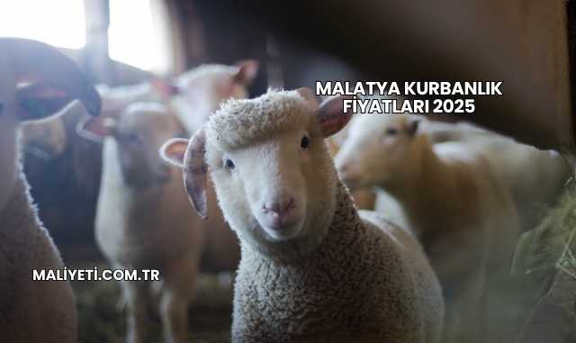 Malatya Kurbanlık Fiyatları 2025