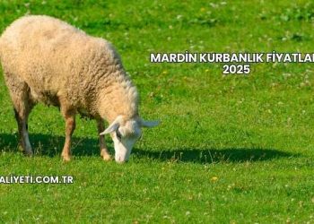 Mardin Kurbanlık Fiyatları 2025