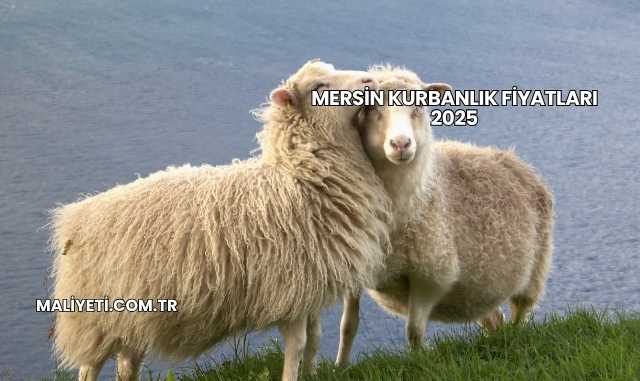 Mersin Kurbanlık Fiyatları 2025
