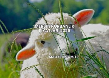 Mersin Kurbanlık Fiyatları 2025