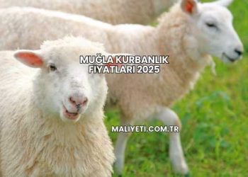 Muğla Kurbanlık Fiyatları 2025